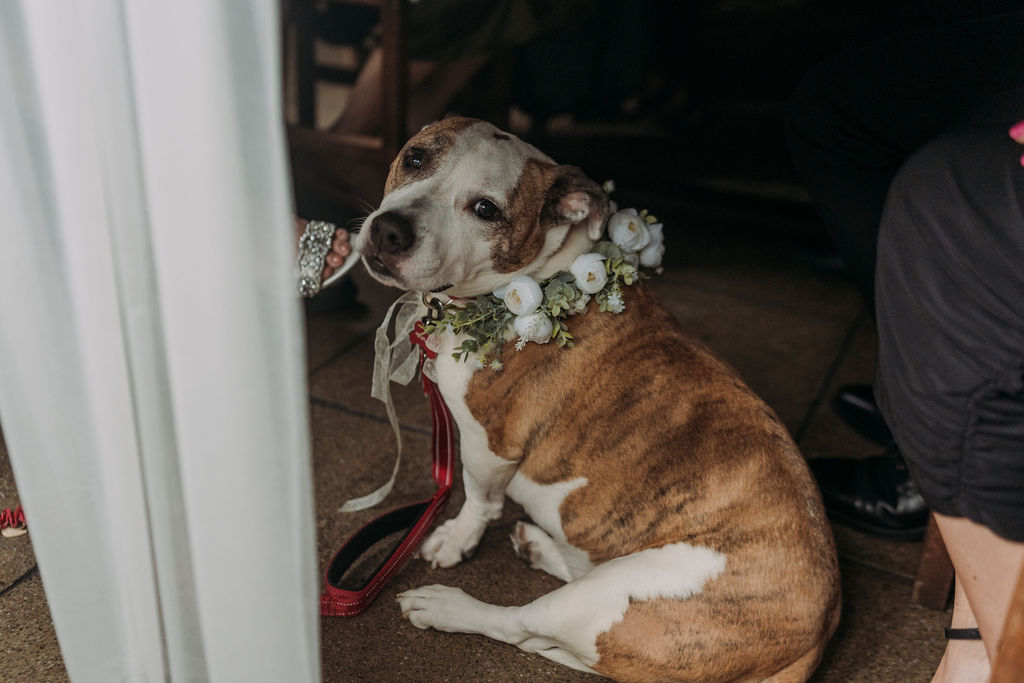 cute doggy with a floral necklace for a wedding